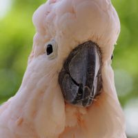 pink cockatiel